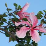 深入了解GitHub Copilot官网:功能、优势与使用指南 5bva4rl