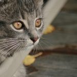 白嫖者联盟大全免费:畅享无限资源与福利的终极指南 1ofp5dl